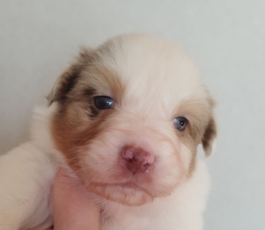 Du Royaume d'Amasa  - Chiot disponible  - Berger Australien