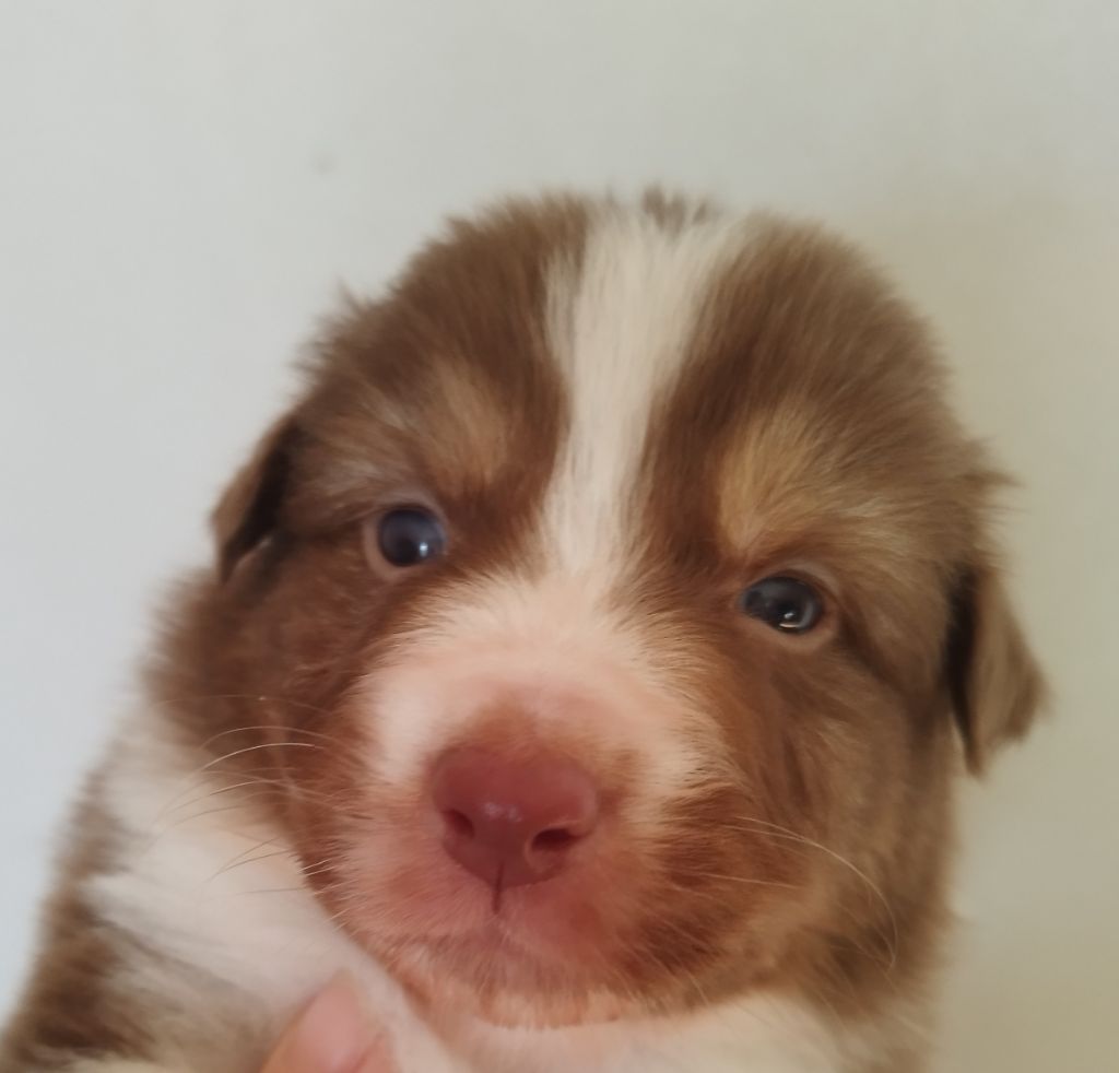 Du Royaume d'Amasa  - Chiot disponible  - Berger Australien