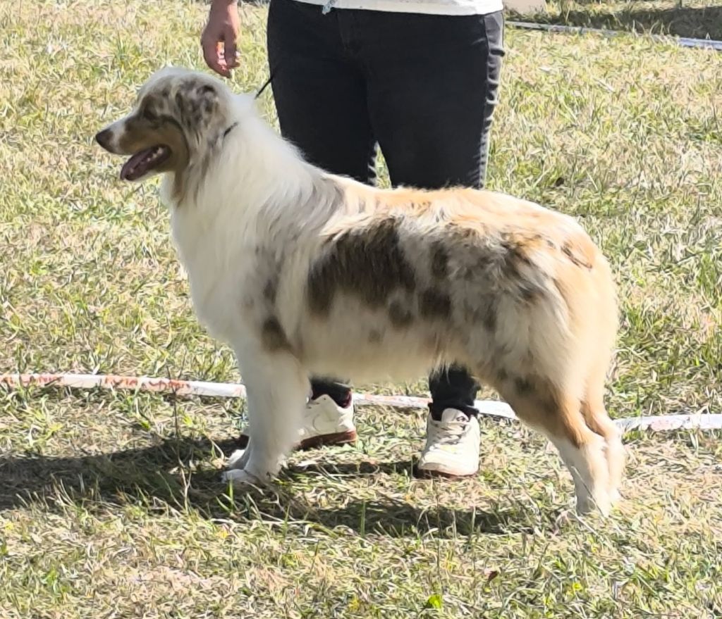 Victorius willy Of Black Pearl Spirit