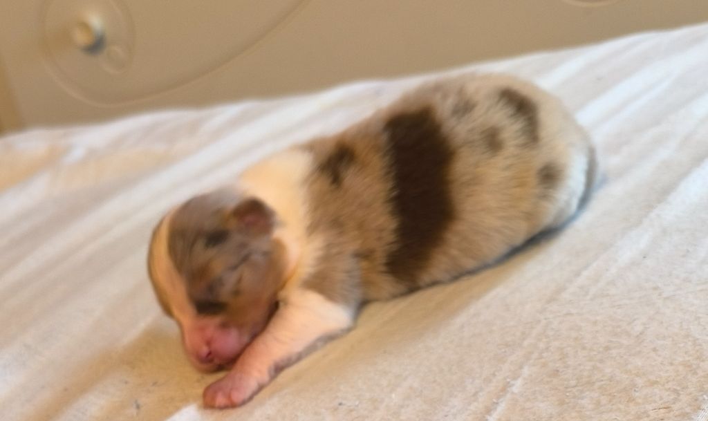 Du Royaume d'Amasa  - Chiots disponibles - Berger Australien