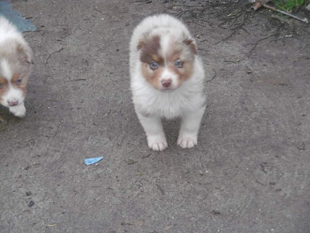 Du Royaume d'Amasa  - Berger Australien - Portée née le 16/12/2018