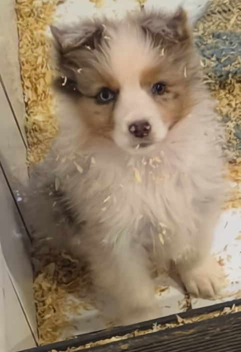 Du Royaume d'Amasa  - Chiots disponibles - Berger Australien