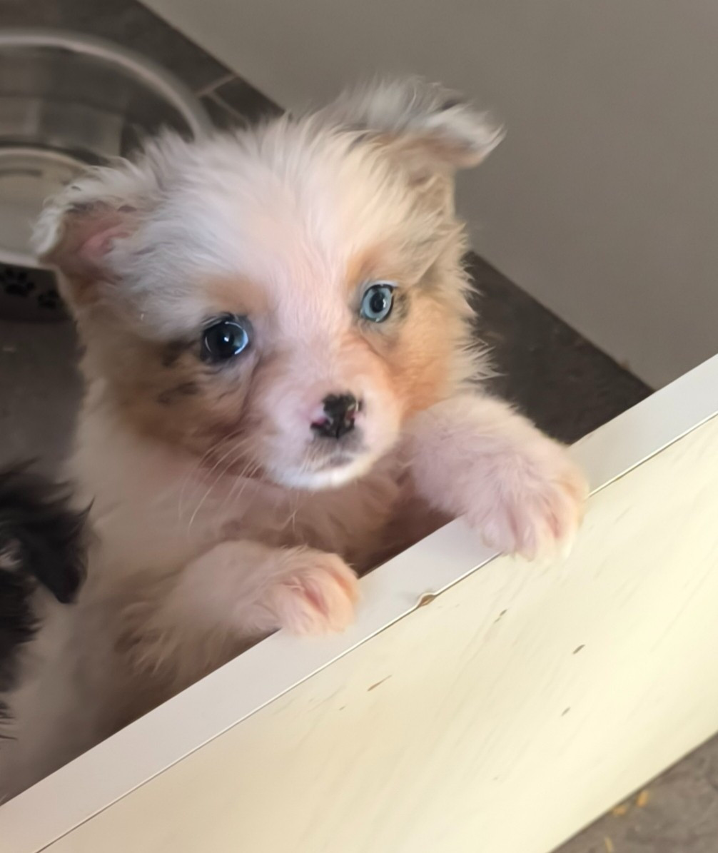 Du Royaume d'Amasa  - Chiots disponibles - Berger Australien