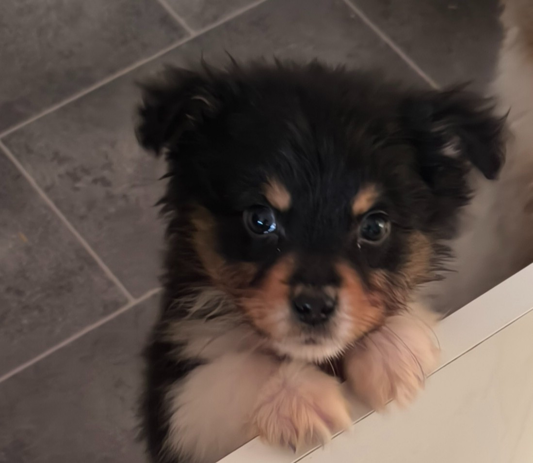 Du Royaume d'Amasa  - Chiots disponibles - Berger Australien