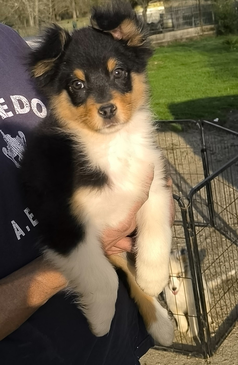 Du Royaume d'Amasa  - Chiots disponibles - Berger Australien