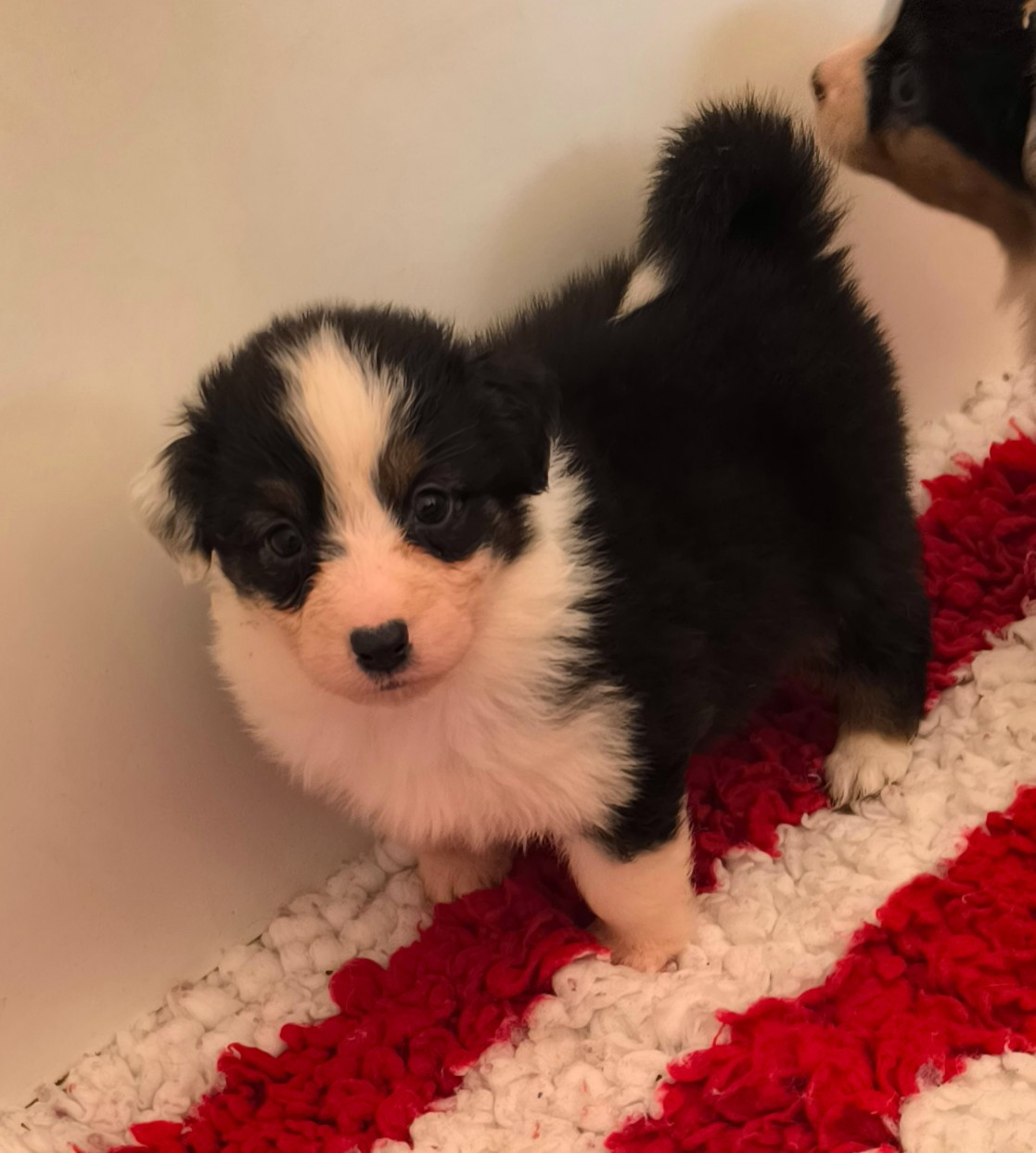 Du Royaume d'Amasa  - Chiots disponibles - Berger Australien