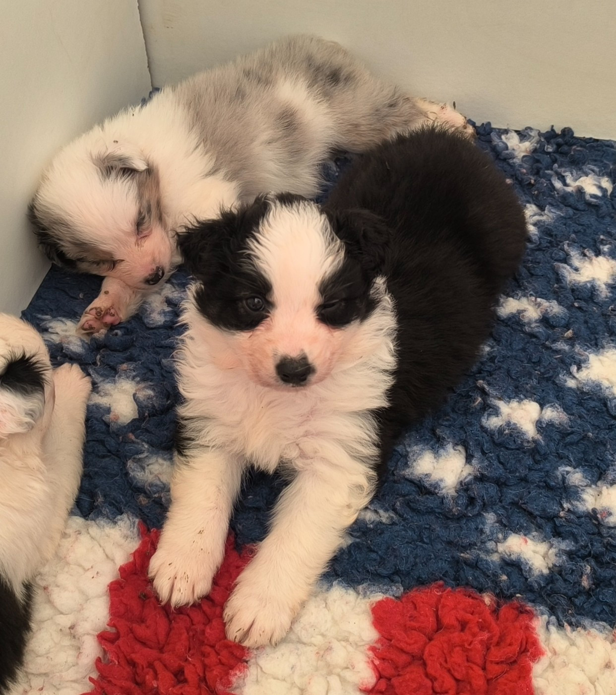 Du Royaume d'Amasa  - Chiots disponibles - Berger Australien