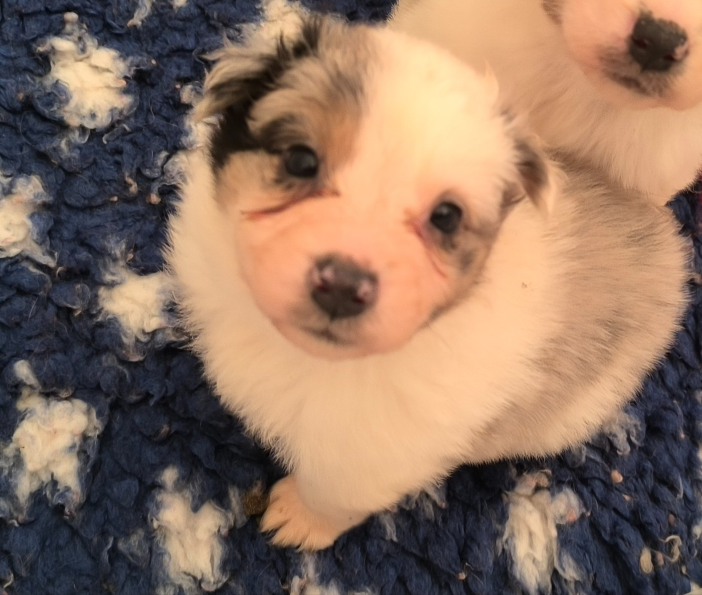 Du Royaume d'Amasa  - Chiots disponibles - Berger Australien