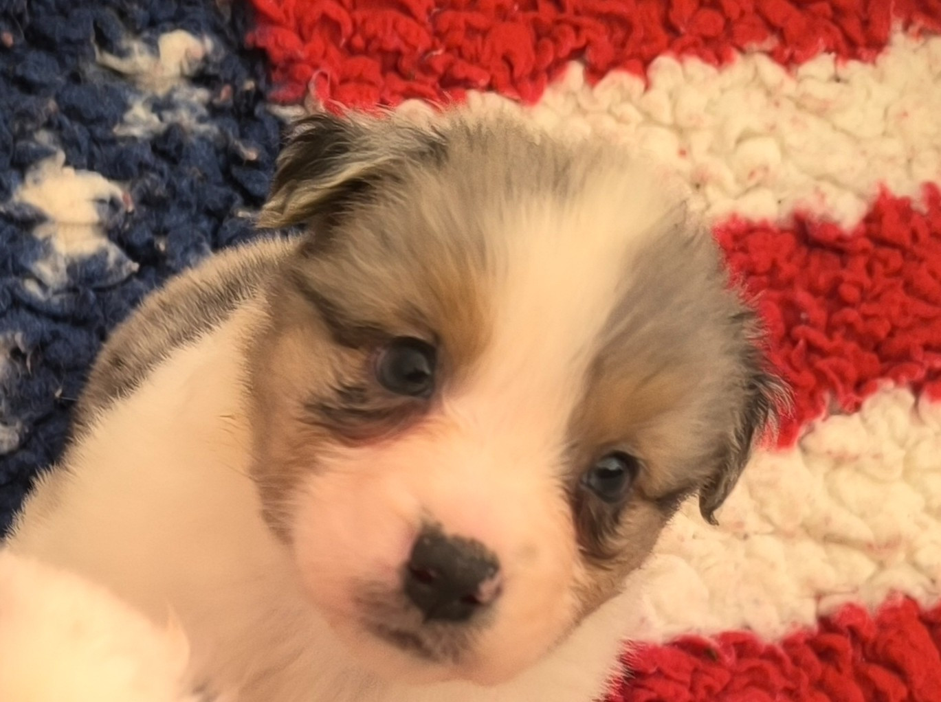 Du Royaume d'Amasa  - Chiots disponibles - Berger Australien