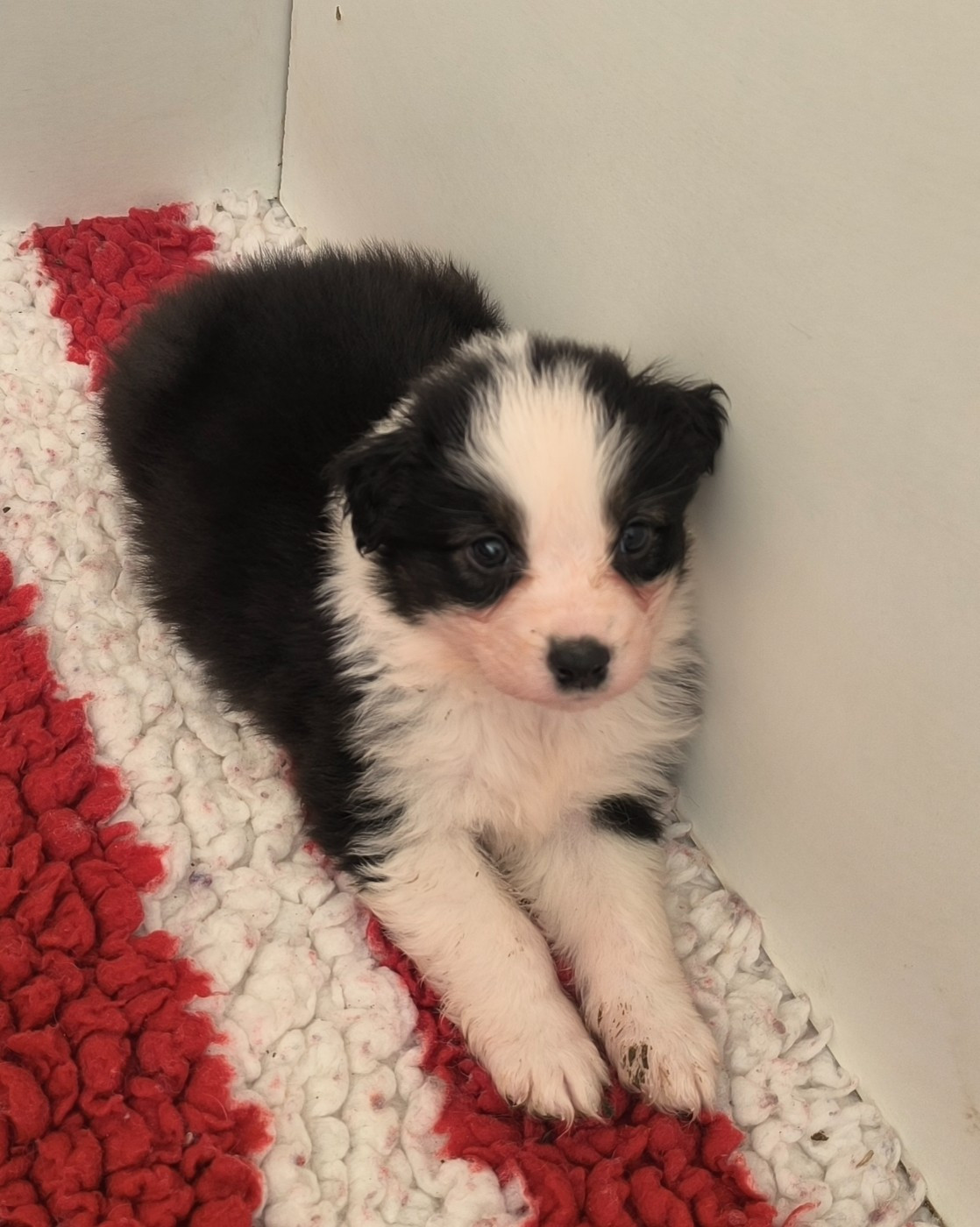 Du Royaume d'Amasa  - Chiots disponibles - Berger Australien