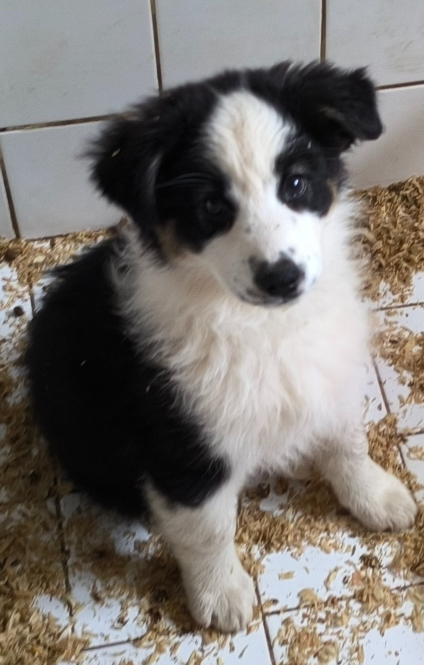 Du Royaume d'Amasa  - Chiots disponibles - Berger Australien