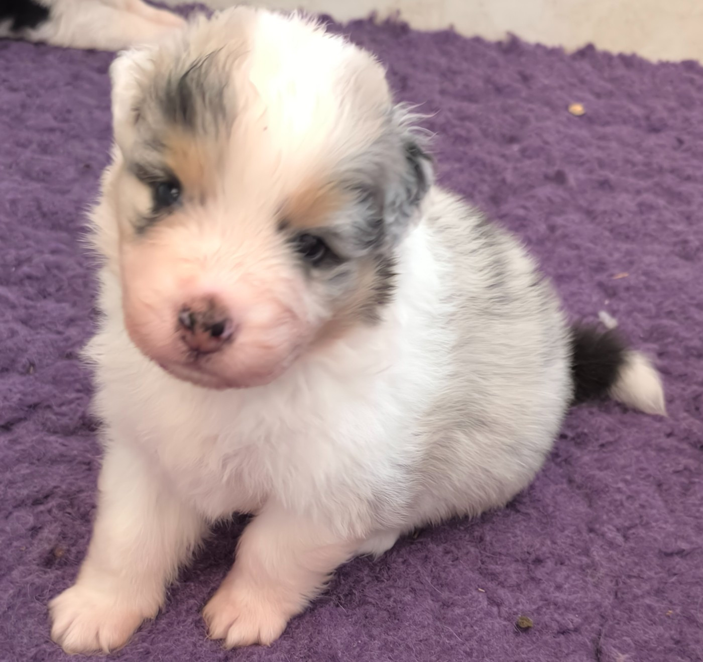Du Royaume d'Amasa  - Chiots disponibles - Berger Australien