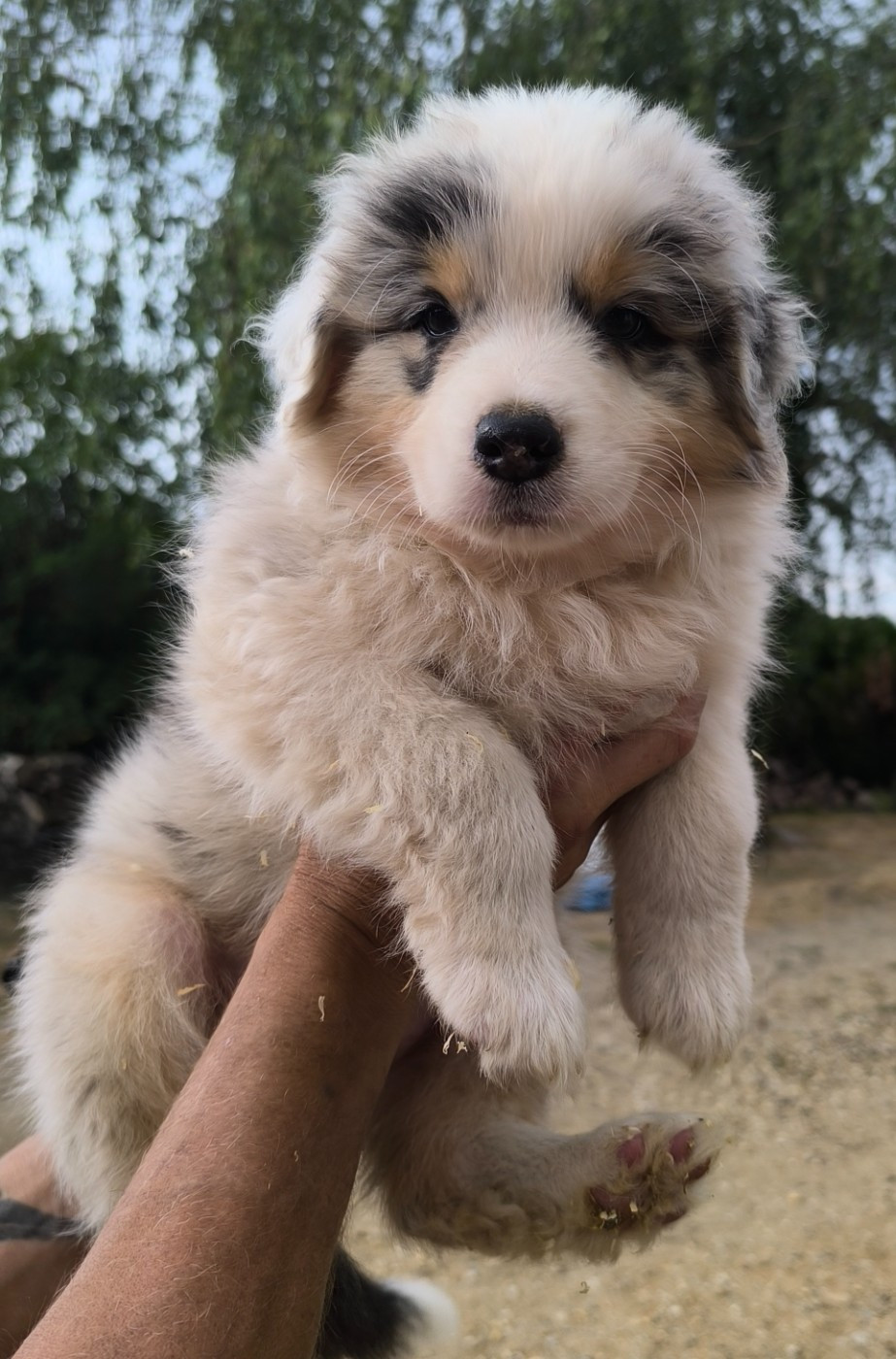 Du Royaume d'Amasa  - Chiots disponibles - Berger Australien