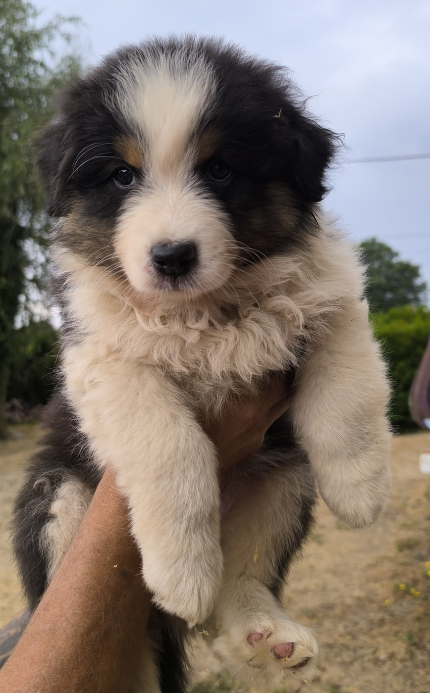 Du Royaume d'Amasa  - Chiots disponibles - Berger Australien