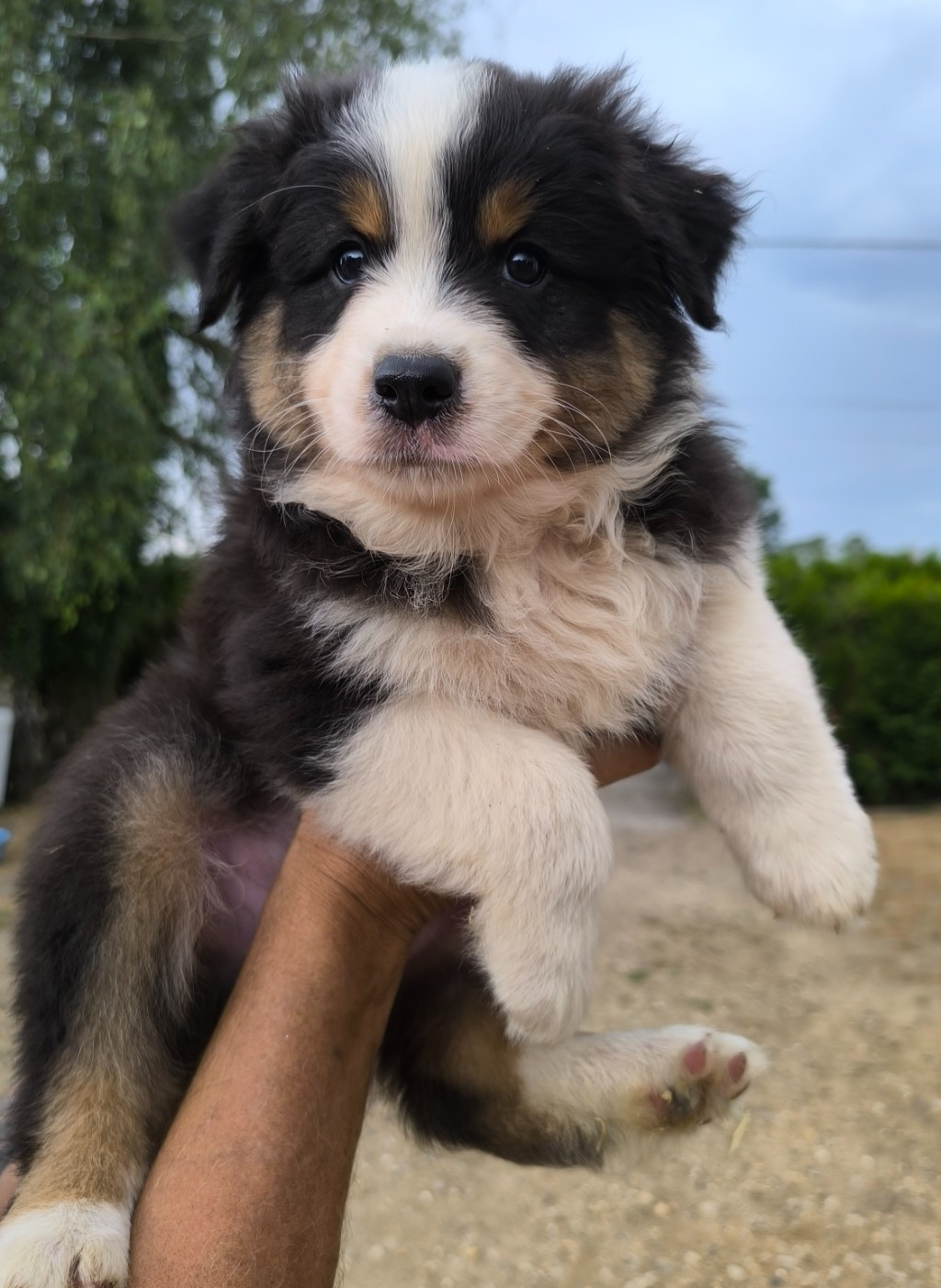 Du Royaume d'Amasa  - Chiots disponibles - Berger Australien
