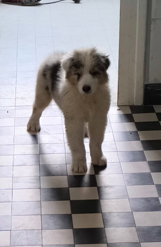 Du Royaume d'Amasa  - Chiots disponibles - Berger Australien