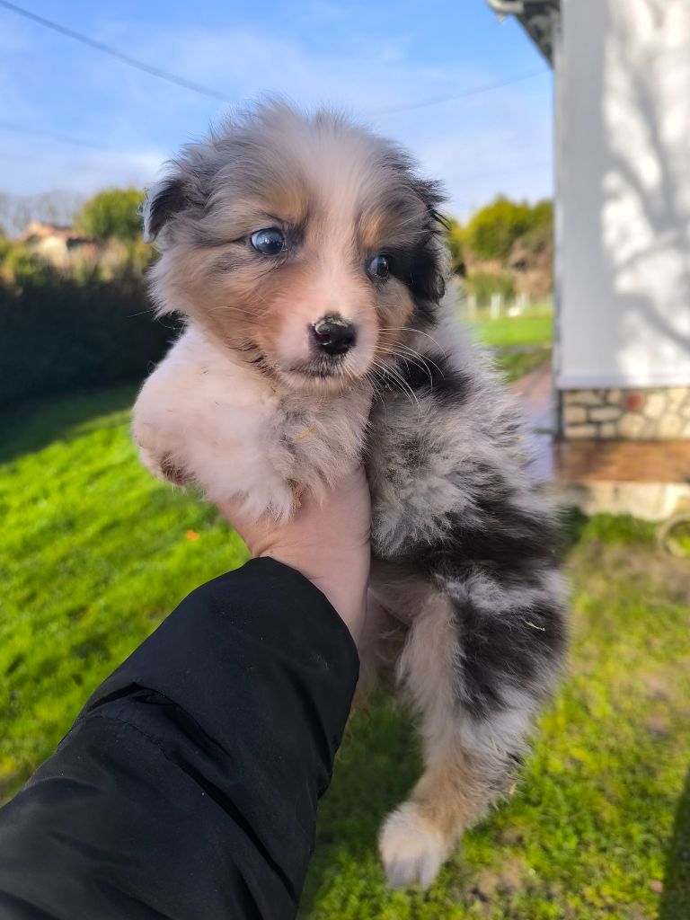 Du Royaume d'Amasa  - Chiots disponibles - Berger Australien