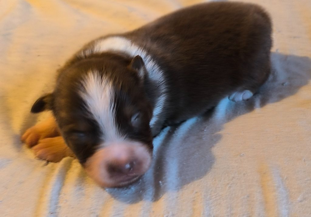 Du Royaume d'Amasa  - Chiots disponibles - Berger Australien