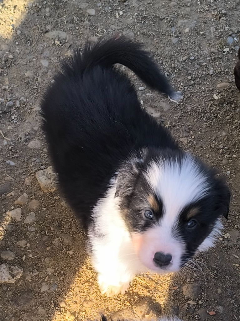 Du Royaume d'Amasa  - Chiots disponibles - Berger Australien