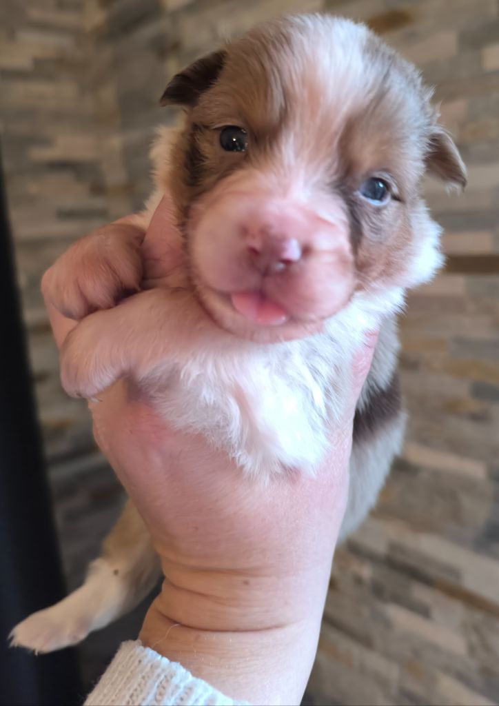 Du Royaume d'Amasa  - Chiots disponibles - Berger Australien