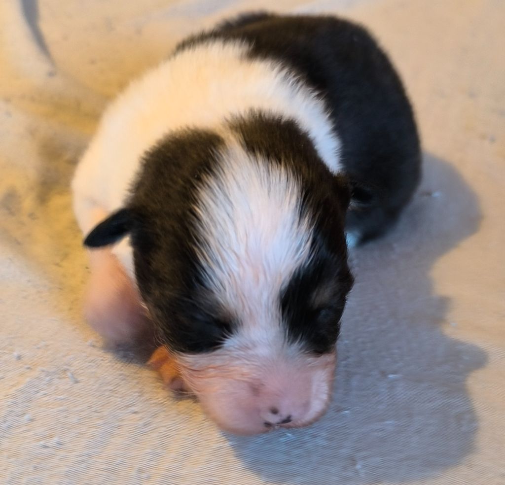 Du Royaume d'Amasa  - Chiots disponibles - Berger Australien