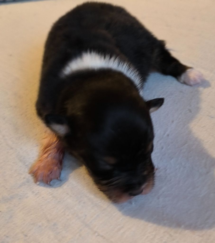 Du Royaume d'Amasa  - Chiots disponibles - Berger Australien