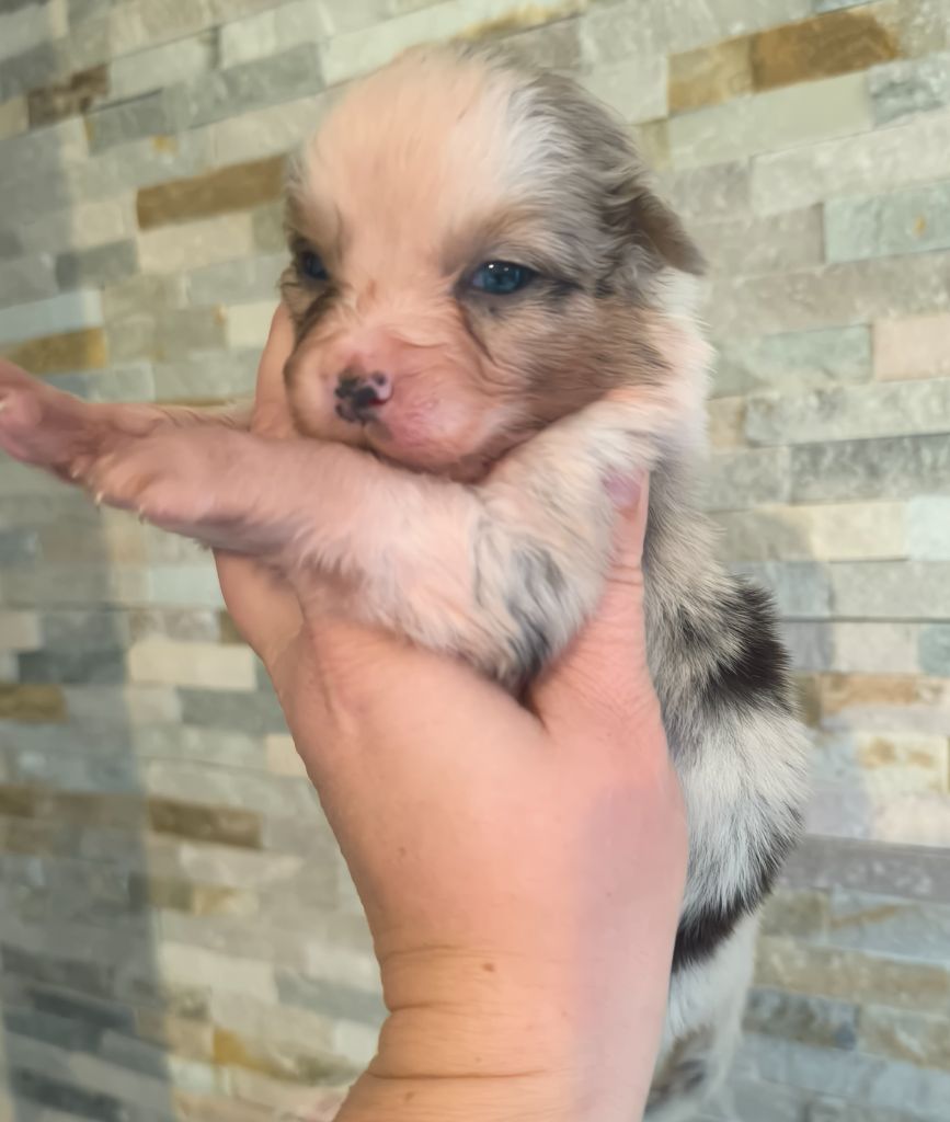 Du Royaume d'Amasa  - Chiots disponibles - Berger Australien