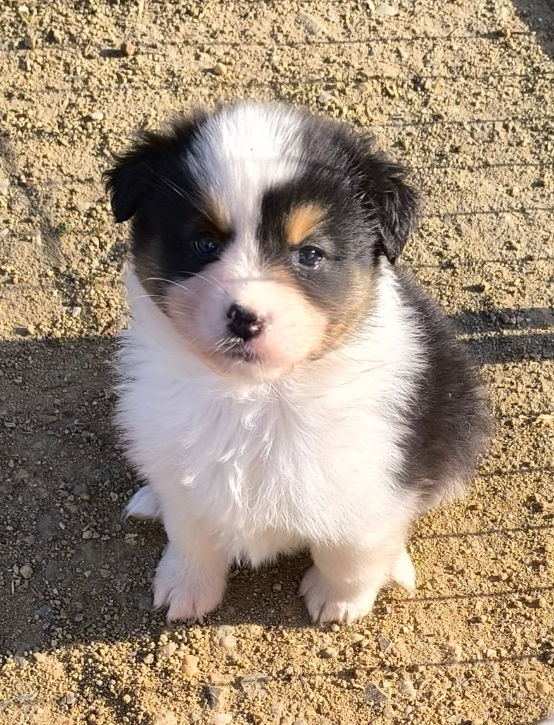 Du Royaume d'Amasa  - Chiots disponibles - Berger Australien