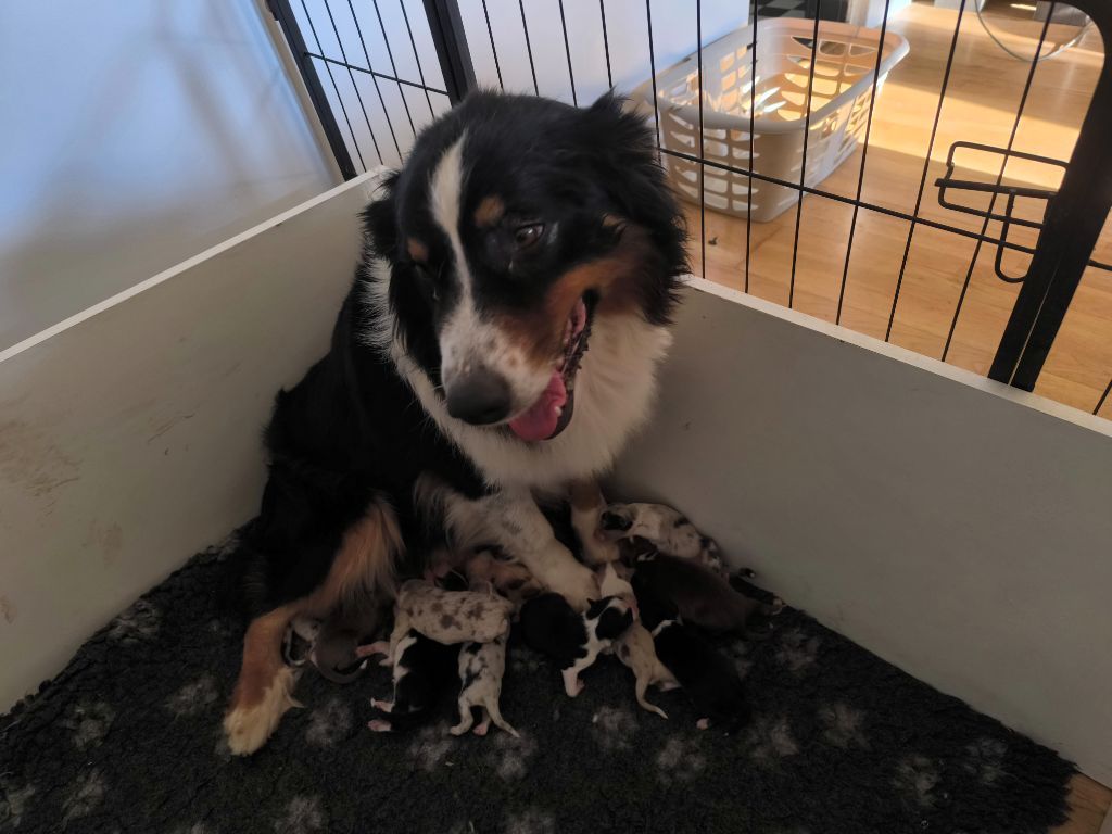 Chiot Berger Australien Du Royaume d'Amasa 