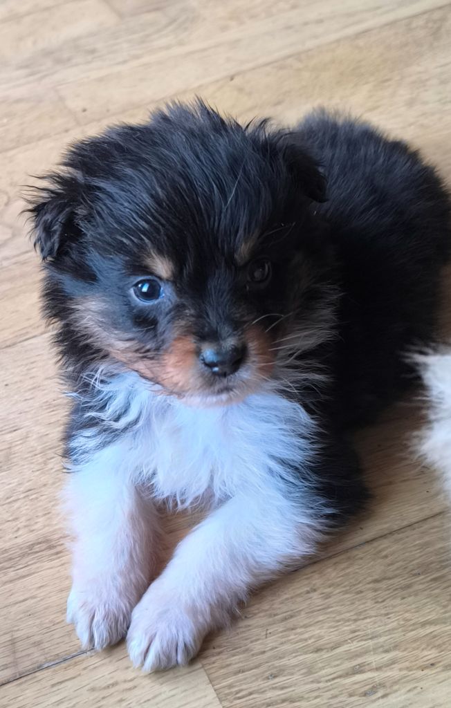 Du Royaume d'Amasa  - Chiots disponibles - Berger Australien