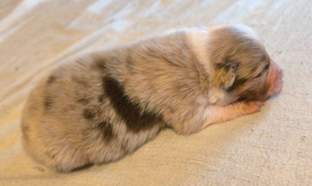 Du Royaume d'Amasa  - Chiots disponibles - Berger Australien