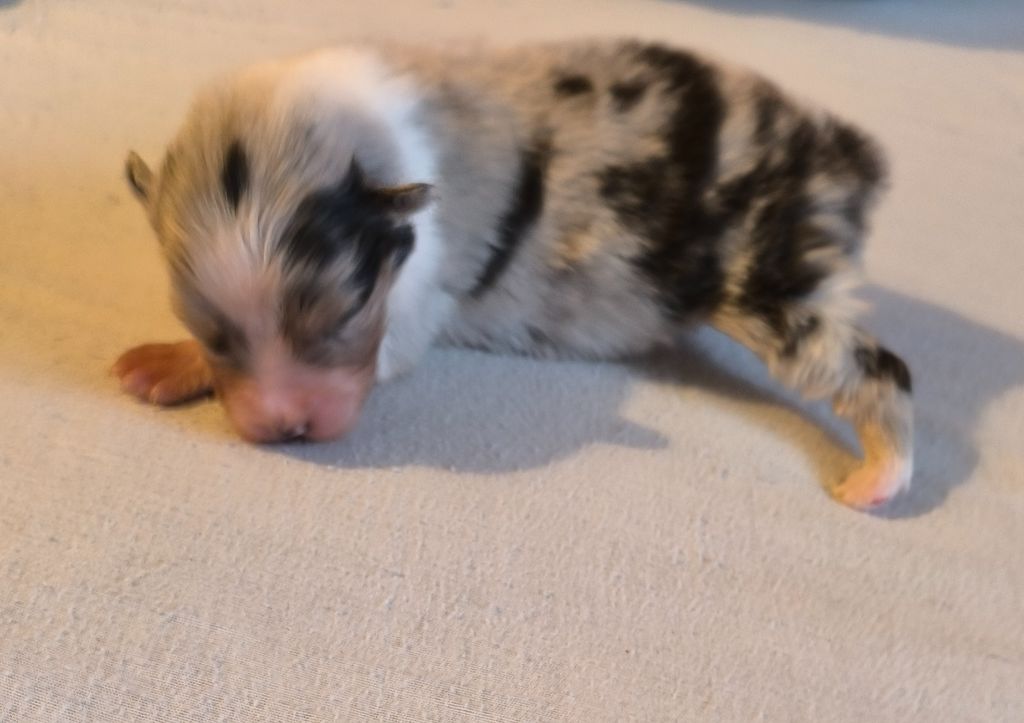 Du Royaume d'Amasa  - Chiots disponibles - Berger Australien