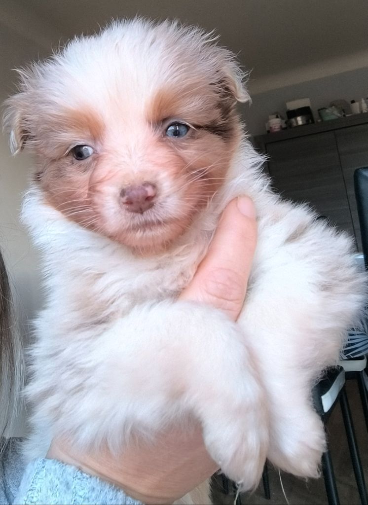 Du Royaume d'Amasa  - Chiots disponibles - Berger Australien