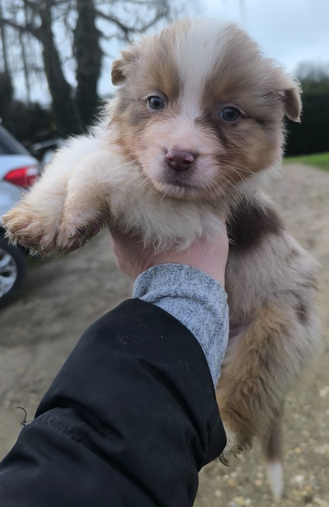 Du Royaume d'Amasa  - Chiots disponibles - Berger Australien