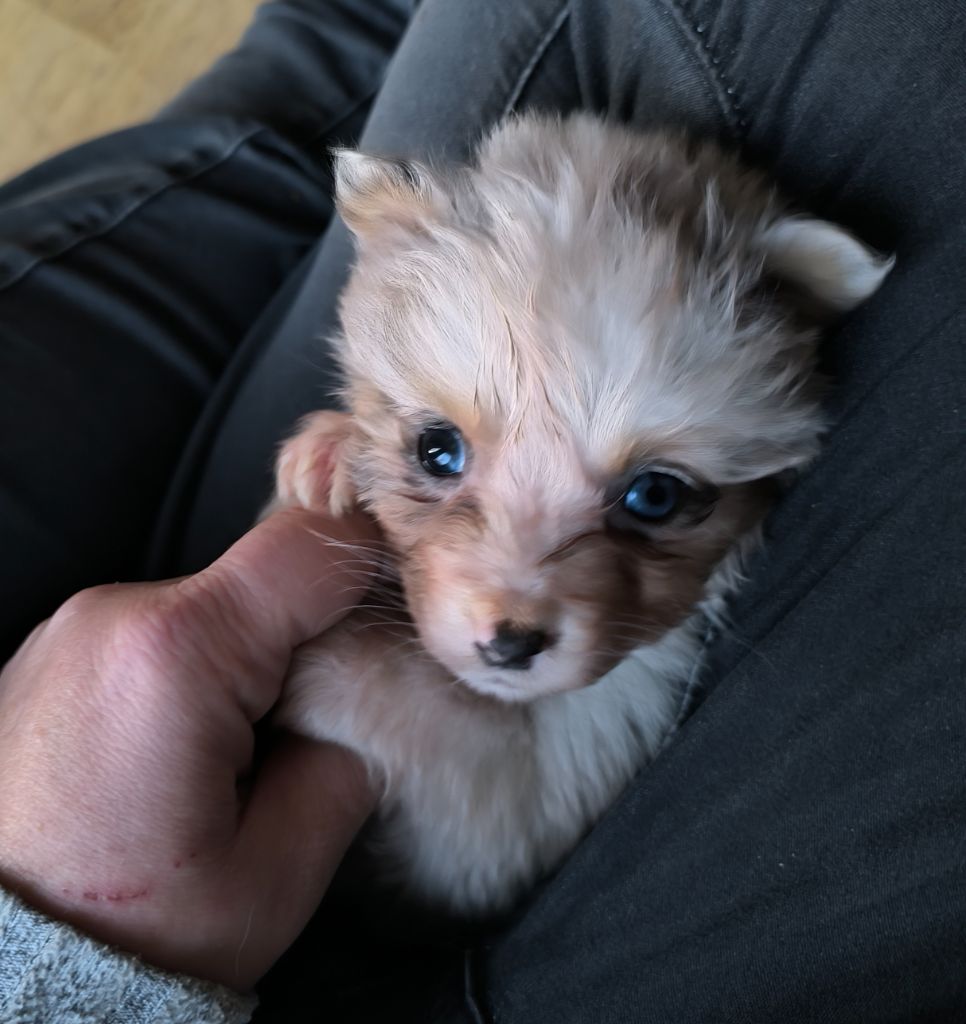 Du Royaume d'Amasa  - Chiots disponibles - Berger Australien